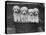 Four "Buckwheat" White Minature Poodle Puppies Standing in a Basket-Thomas Fall-Stretched Canvas