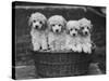 Four "Buckwheat" White Minature Poodle Puppies Standing in a Basket-Thomas Fall-Stretched Canvas