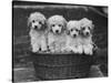 Four "Buckwheat" White Minature Poodle Puppies Standing in a Basket-Thomas Fall-Stretched Canvas