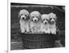 Four "Buckwheat" White Minature Poodle Puppies Standing in a Basket-Thomas Fall-Framed Photographic Print