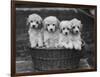 Four "Buckwheat" White Minature Poodle Puppies Standing in a Basket-Thomas Fall-Framed Photographic Print