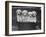 Four "Buckwheat" White Minature Poodle Puppies Standing in a Basket-Thomas Fall-Framed Photographic Print