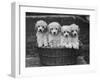 Four "Buckwheat" White Minature Poodle Puppies Standing in a Basket-Thomas Fall-Framed Photographic Print