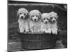 Four "Buckwheat" White Minature Poodle Puppies Standing in a Basket-Thomas Fall-Mounted Photographic Print