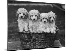 Four "Buckwheat" White Minature Poodle Puppies Standing in a Basket-Thomas Fall-Mounted Photographic Print