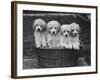 Four "Buckwheat" White Minature Poodle Puppies Standing in a Basket-Thomas Fall-Framed Photographic Print