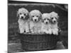 Four "Buckwheat" White Minature Poodle Puppies Standing in a Basket-Thomas Fall-Mounted Photographic Print