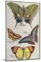 Four Butterflies-null-Mounted Art Print