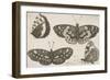 Four Butterflies-Wenceslaus Hollar-Framed Giclee Print