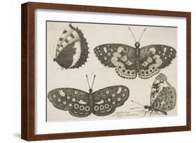 Four Butterflies-Wenceslaus Hollar-Framed Giclee Print