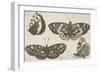 Four Butterflies-Wenceslaus Hollar-Framed Giclee Print