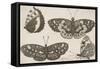 Four Butterflies-Wenceslaus Hollar-Framed Stretched Canvas