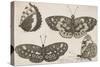 Four Butterflies-Wenceslaus Hollar-Stretched Canvas