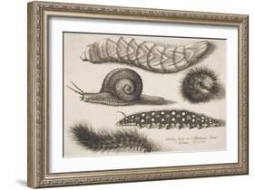 Four Caterpillars and a Snail-Wenceslaus Hollar-Framed Giclee Print