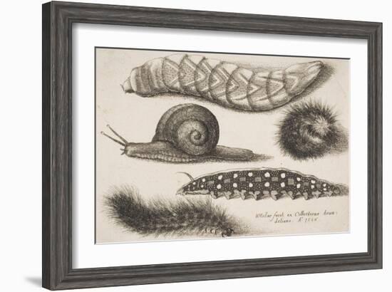 Four Caterpillars and a Snail-Wenceslaus Hollar-Framed Giclee Print