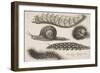 Four Caterpillars and a Snail-Wenceslaus Hollar-Framed Giclee Print