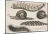 Four Caterpillars and a Snail-Wenceslaus Hollar-Mounted Giclee Print