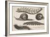 Four Caterpillars and a Snail-Wenceslaus Hollar-Framed Giclee Print
