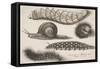 Four Caterpillars and a Snail-Wenceslaus Hollar-Framed Stretched Canvas