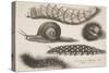 Four Caterpillars and a Snail-Wenceslaus Hollar-Stretched Canvas