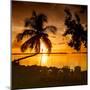 Four Chairs at Sunset - Florida-Philippe Hugonnard-Mounted Photographic Print