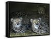 Four Cheetahs Snuggle Together on a Frigid Afternoon-null-Framed Stretched Canvas