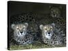 Four Cheetahs Snuggle Together on a Frigid Afternoon-null-Stretched Canvas