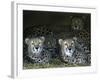 Four Cheetahs Snuggle Together on a Frigid Afternoon-null-Framed Photographic Print