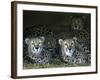 Four Cheetahs Snuggle Together on a Frigid Afternoon-null-Framed Photographic Print