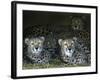 Four Cheetahs Snuggle Together on a Frigid Afternoon-null-Framed Photographic Print