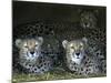 Four Cheetahs Snuggle Together on a Frigid Afternoon-null-Mounted Photographic Print