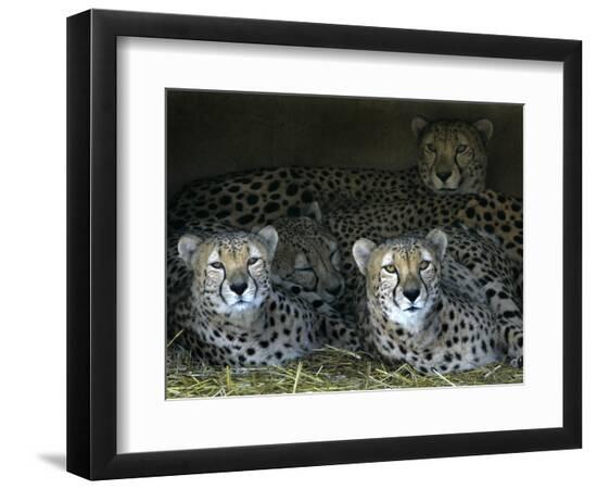 Premium Photographic Print, , large