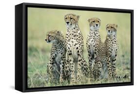 Four Cheetahs-Paul Souders-Framed Stretched Canvas