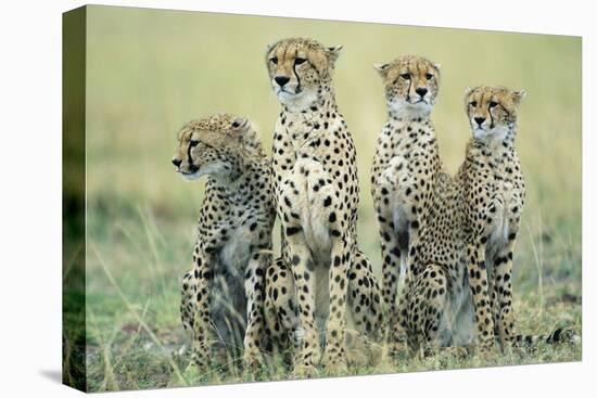 Four Cheetahs-Paul Souders-Stretched Canvas