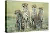 Four Cheetahs-Paul Souders-Stretched Canvas