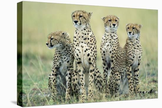 Four Cheetahs-Paul Souders-Stretched Canvas