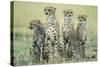 Four Cheetahs-Paul Souders-Stretched Canvas