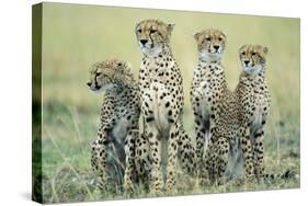 Four Cheetahs-Paul Souders-Stretched Canvas