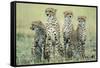 Four Cheetahs-Paul Souders-Framed Stretched Canvas