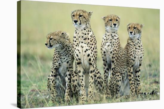 Four Cheetahs-Paul Souders-Stretched Canvas