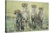 Four Cheetahs-Paul Souders-Stretched Canvas