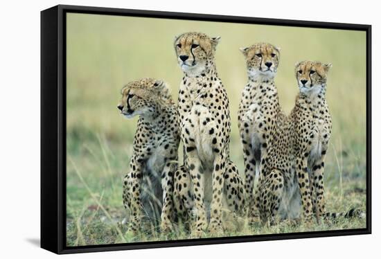 Four Cheetahs-Paul Souders-Framed Stretched Canvas