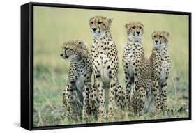 Four Cheetahs-Paul Souders-Framed Stretched Canvas