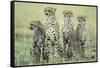 Four Cheetahs-Paul Souders-Framed Stretched Canvas