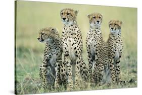 Four Cheetahs-Paul Souders-Stretched Canvas