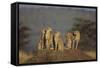 Four Cheetahs-DLILLC-Framed Stretched Canvas