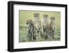 Four Cheetahs-Paul Souders-Framed Premium Photographic Print