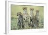 Four Cheetahs-Paul Souders-Framed Photographic Print