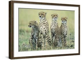 Four Cheetahs-Paul Souders-Framed Photographic Print