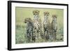 Four Cheetahs-Paul Souders-Framed Photographic Print